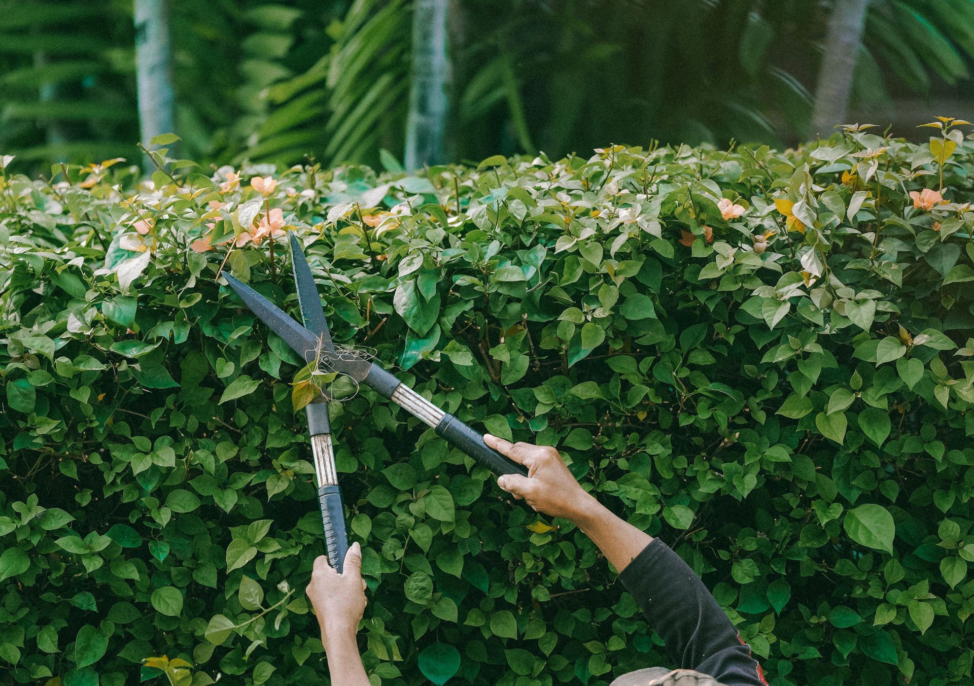 Adult gardener trims green hedge outdoors in Jakarta. Focus on foliage.
